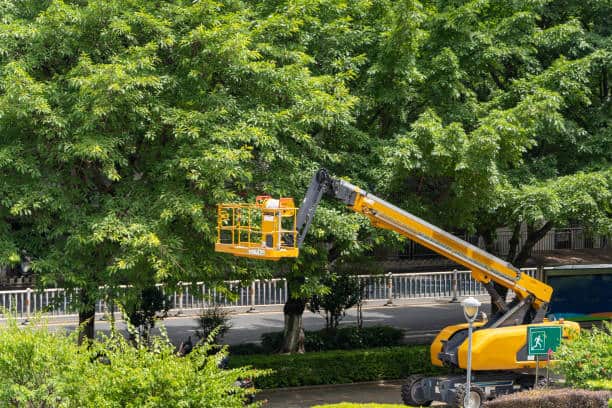 Bexar Tree Works
