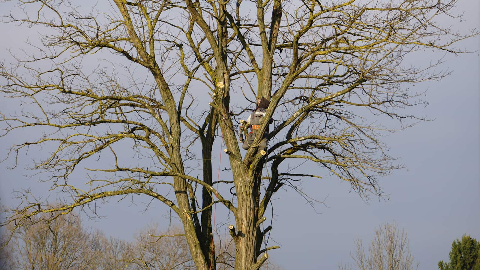 Tree Health Care